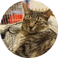 サバトラ柄のハル