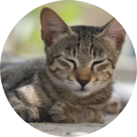 キジトラのコハク