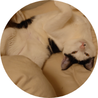 白黒色でハチワレ柄のパッツン